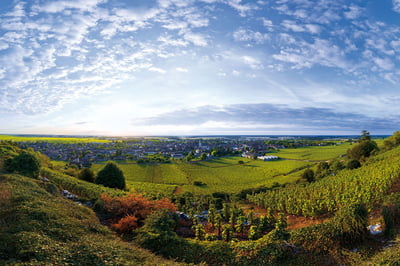 "MAISON DIEU" PINOT NOIR Domaine de Bellene 2019 Vinopuro