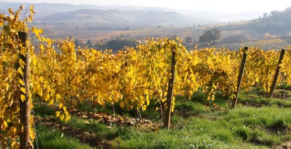 Fontaleoni