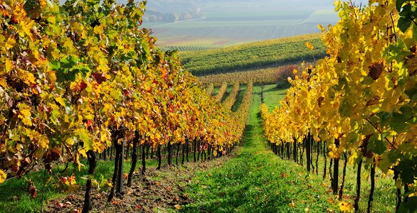 Vigne dei Boschi